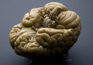 L0057095 Model of a human brain, Europe, 1801-1850